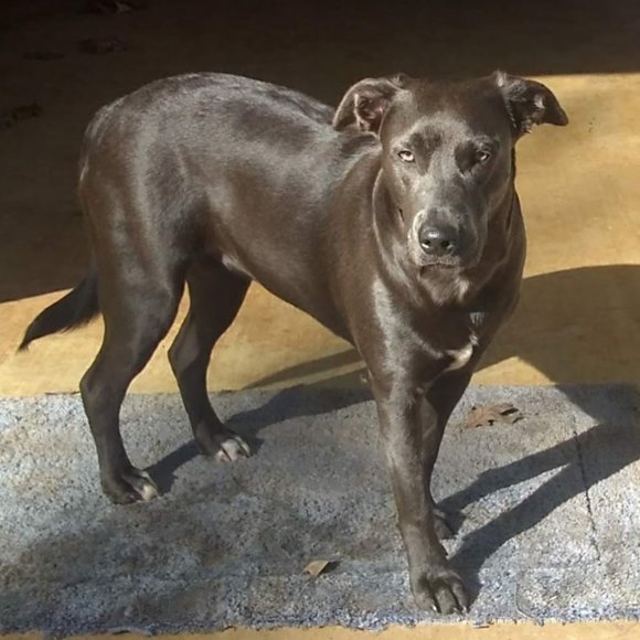 Meet your Posher, Cindy - Picture 3 of 3